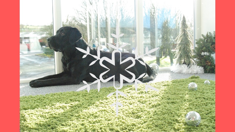 GreenForage's tweet image. Have a wonderful festive period 🎄
Thank you for your valued custom this year and best wishes for a prosperous 2020!
#zerograzing #familybusiness #NIRanalyzers