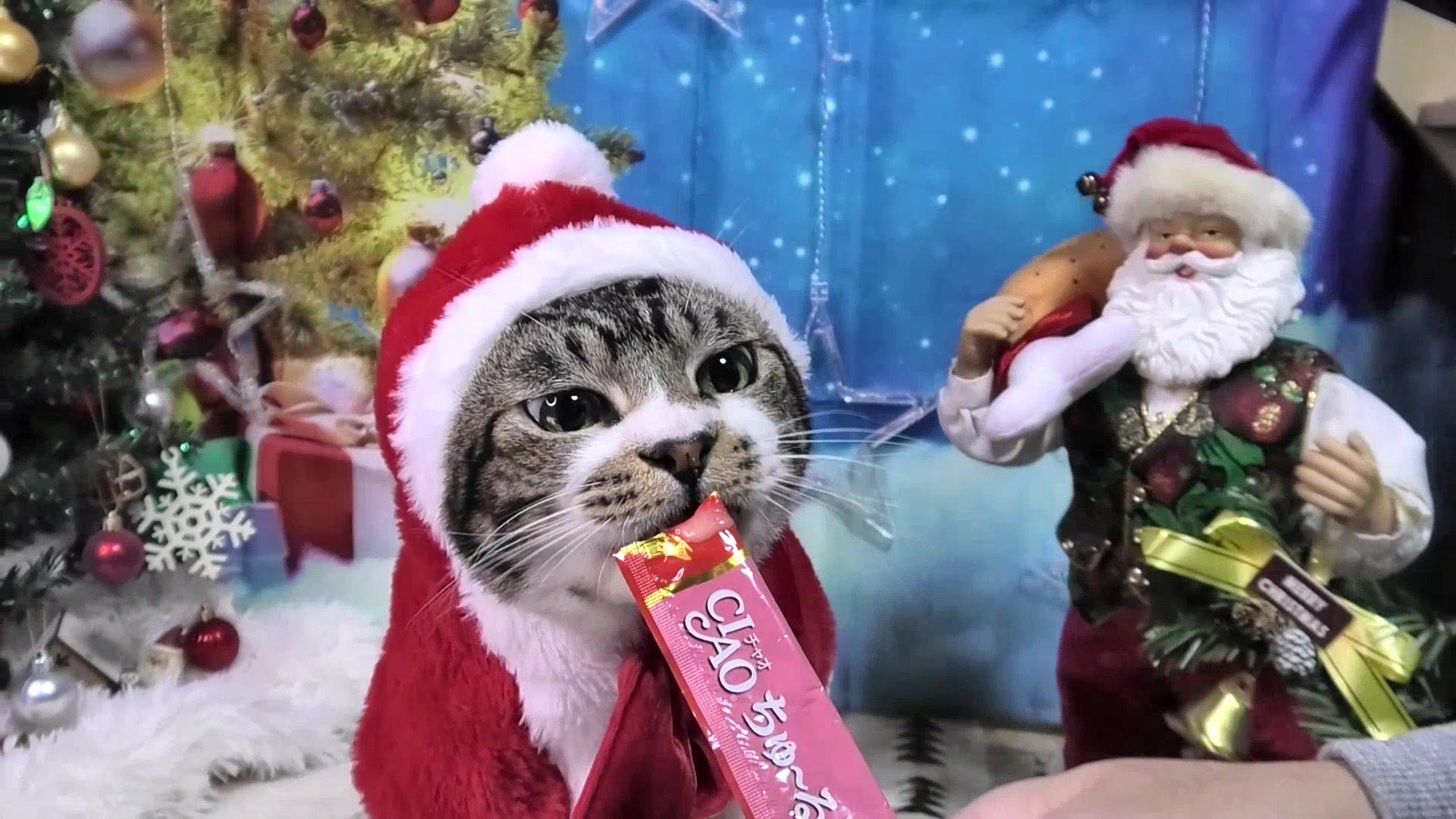 いなば Ciao ちゅ る メリークリスマスイブ サンタさんからちゅ る 貰えるかな クリスマス篇tvcmも公開中 T Co Yhhcify54o クリスマスイブ メリークリスマス Xmaseve ちゅーる クリスマスプレゼント T Co