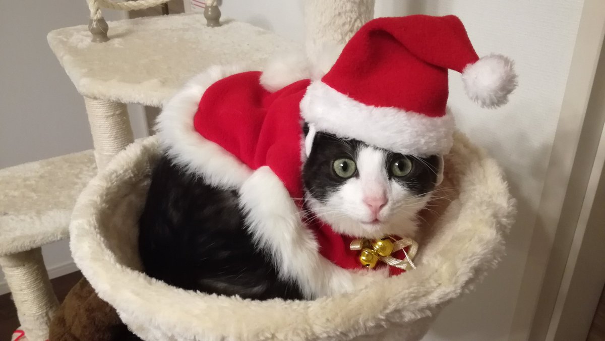 猫のいるクリスマス