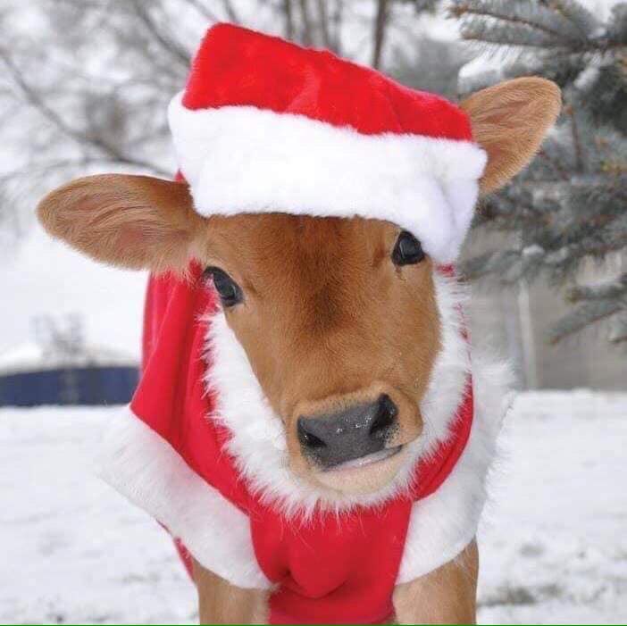 Merry Christmas one and all