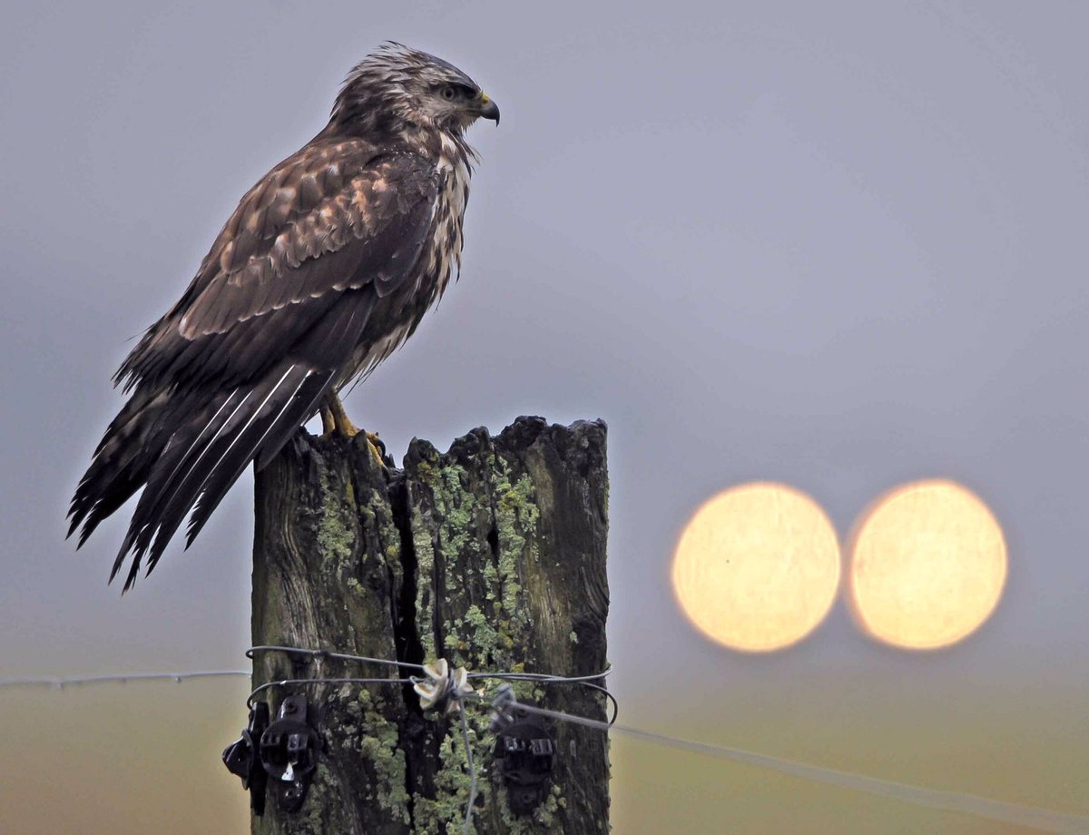 ‘Anger is like the headlights of an incoming truck. It’s blinding, and you will never realize you were at the wrong side of the road until the moment of inpact’ (A.G.) #CommonBuzzard #Lauwersmeer.