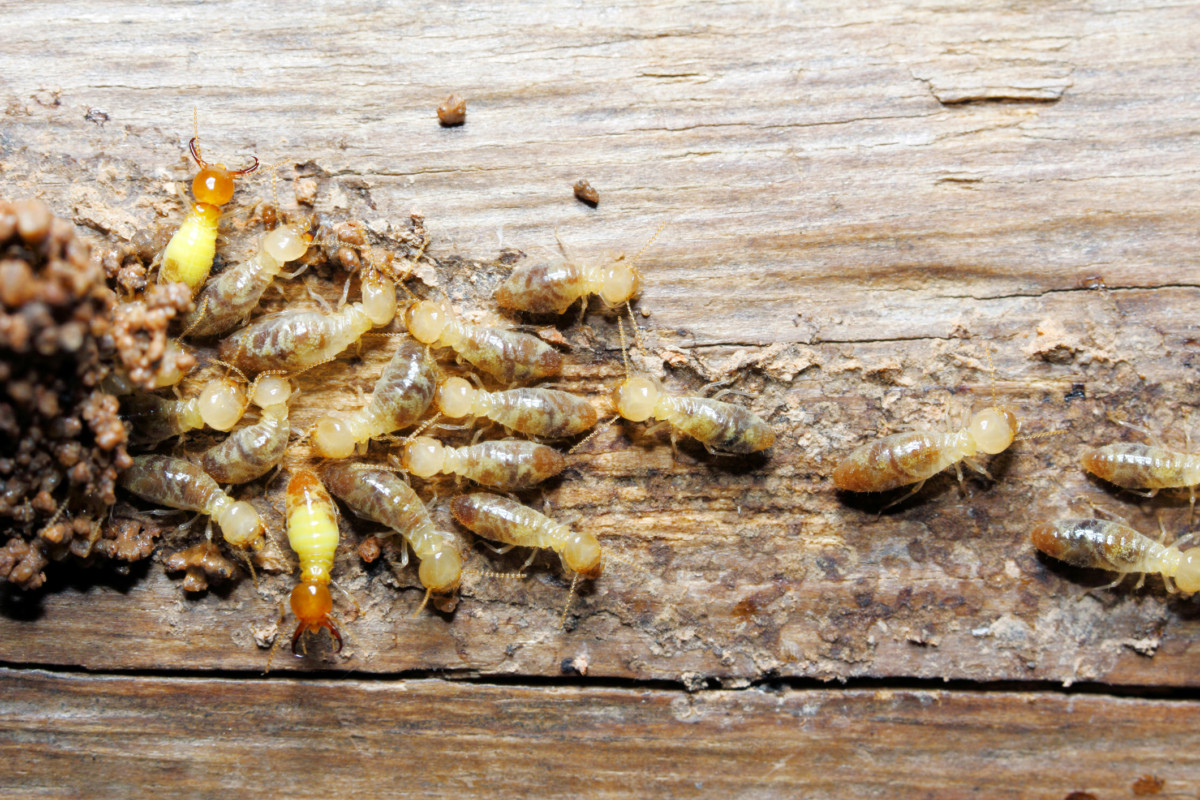 slugabugsteve's tweet photo. December and #termites may not go hand in hand for most regions but they do for us in #Florida. Learn why #termites continue to be a problem throughout the late fall and early #winter months. https://t.co/KTS8CgF1Xc https://t.co/JFL240uLQV