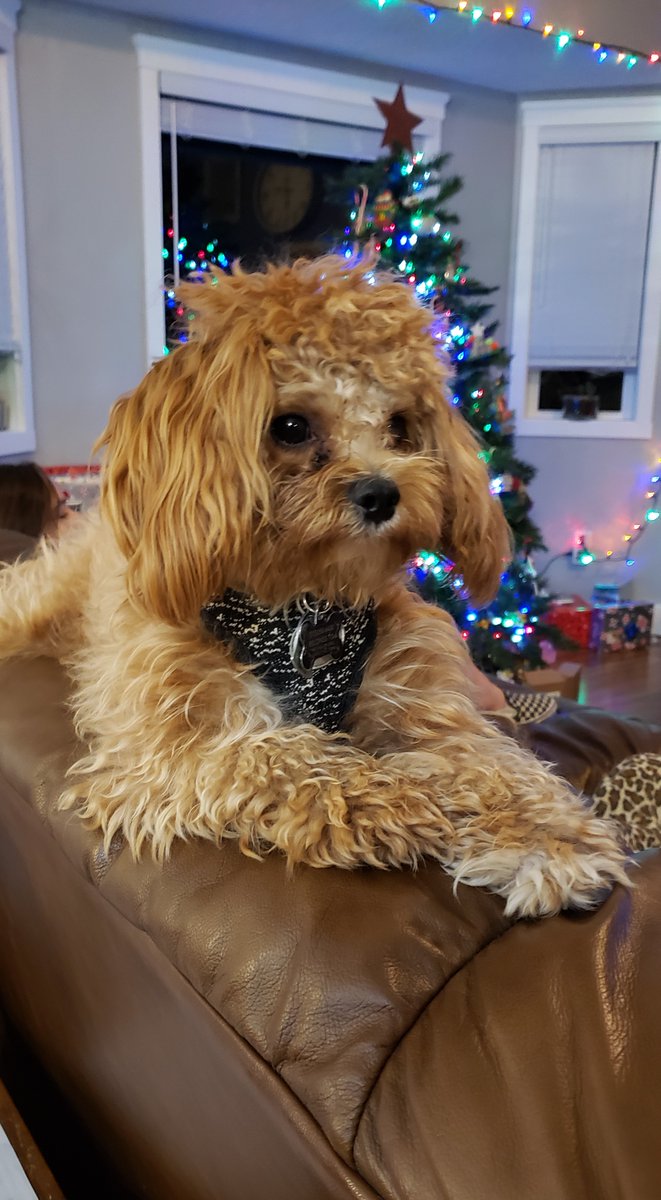 ShiveHattery's tweet photo. Watson is loving all the holiday decor...it is perfect for a photo op! #PetsofShiveHattery https://t.co/dlcrJSUmDK
