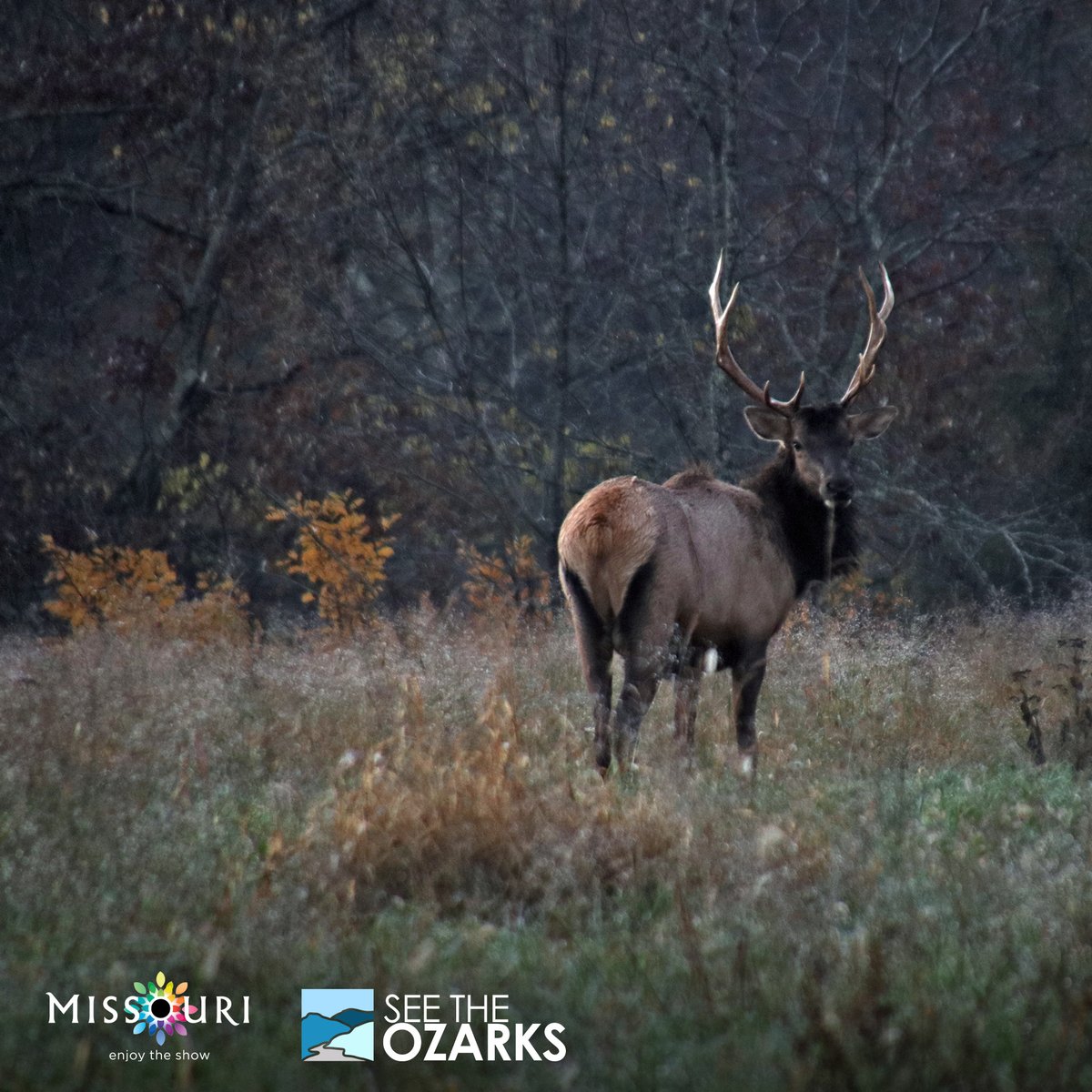 See The Ozarks tweet media