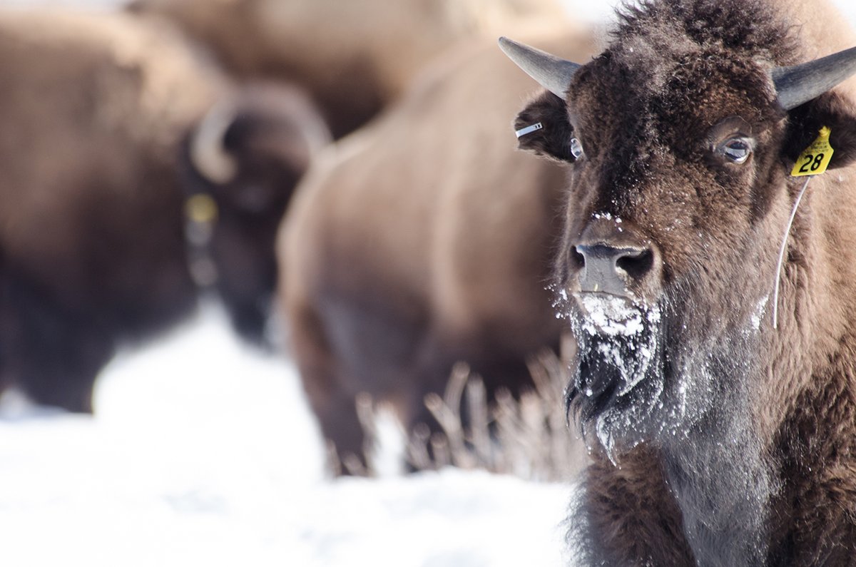 BanffNP's tweet photo. *The moment you realize you forgot to get a present for mom*
Happy holidays from #BanffBison 🎄 https://t.co/tWWWqLK5xB