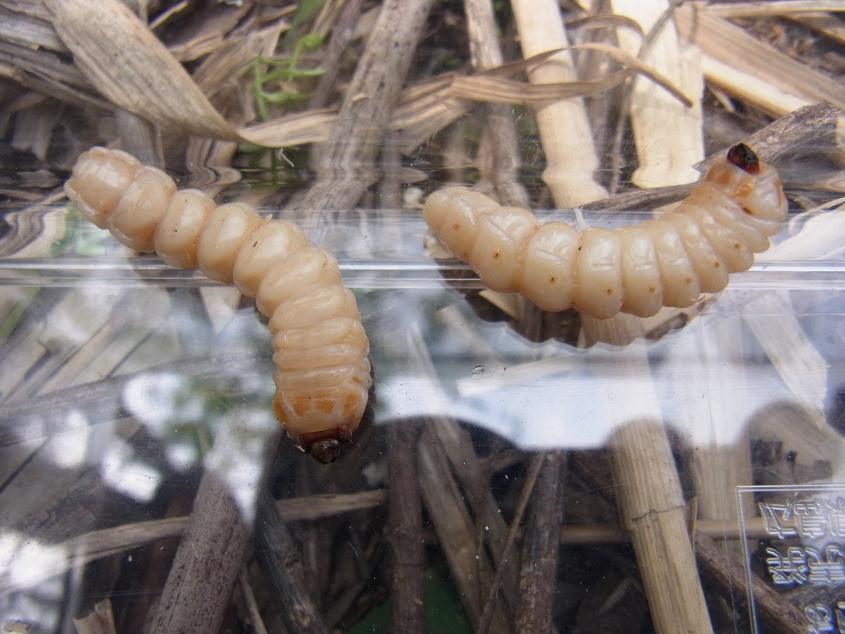 内山昭一 على تويتر 冬が旬 これから美味しくなるカミキリムシ幼虫