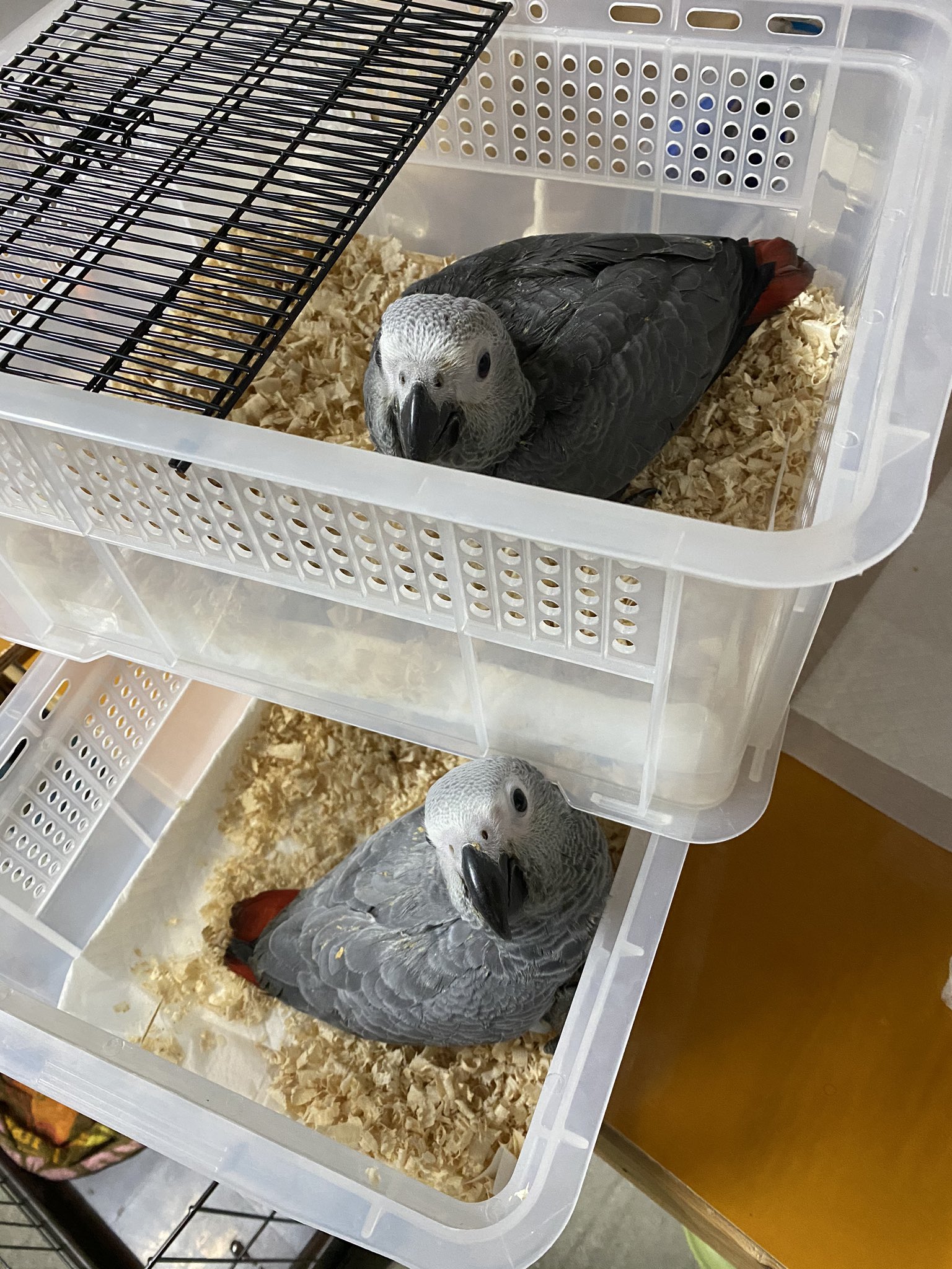 ヨウム販売 Twitter Search Twitter