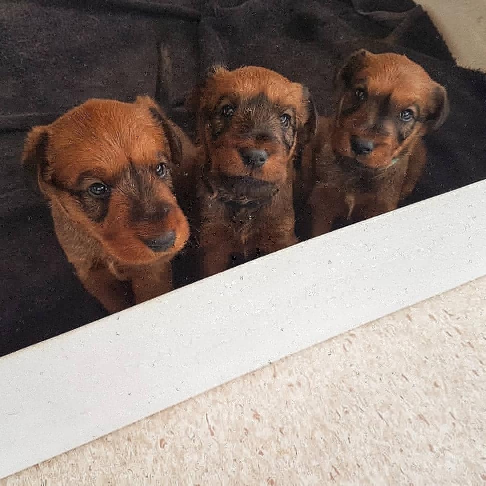 The gorgeous T Litter  🥰🐶

#vanleeuwenirishterriers #vanleeuwenirishterrier #irishterrierpuppies #irishterrier #puppies #litter #puppy #ChristmasEve #MerryChristmas #TuesdayMotivation