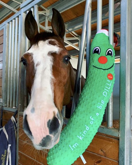 That feeling when you realize you made the #nicelist 
Good boy Ca-Pow!  @wildturkeyfarm @mandyporterofficial #TeamEquiFit