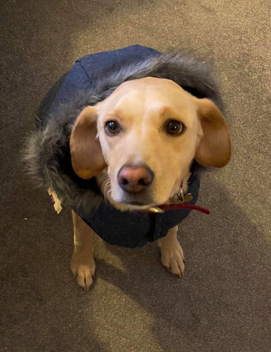 SarahAS90's tweet photo. Mum and Dad bought me a new coat for Santa coming ππΆπππ
π»
New Coat....Who Dis? πΆ
#ChristmasEve #labrador #dogsofmercer #newcoat #Santascoming https://t.co/uaVOpJqrw4