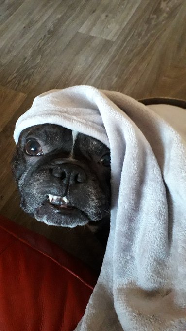 Mature British Ellen B...my french bulldog's summary of Xmas..., 'Ah, be Jesus"! https://t.co/aAkAmM<a href="/tag/adultwork"class="tags"><span>#adultwork</span></a>