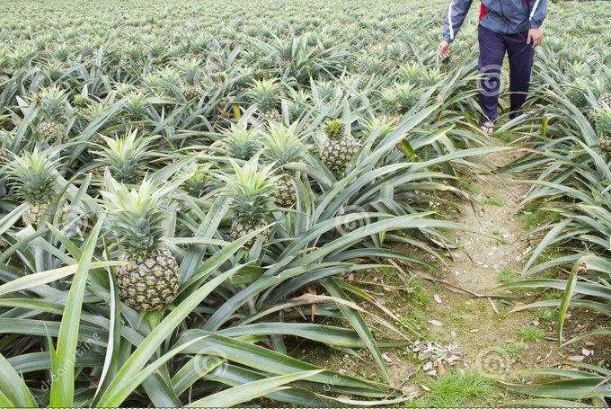 Las piñas no salen de palmeras ni de árboles, sino de plantas que no superan el metro y medio de alto, como las de la imagen. Si cortas la parte superior de la fruta y la plantas en una maceta podrás tener tu propia planta en casa  #gominolasdepeseta