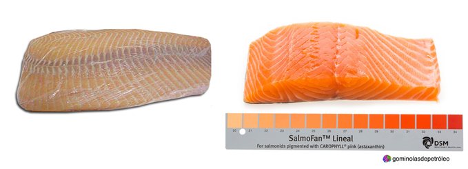 El salmón salvaje es color salmón porque come crustáceos, que tienen un carotenoide llamado astaxantina.El salmón de acuicultura no come crustáceos->es grisáceo. Como eso no nos gusta, se les alimenta con pienso que tiene ese pigmento-> salmón color salmón  #gominolasdepeseta