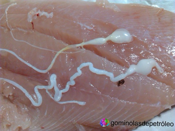 No todos los parásitos del pescado son anisakis. Este es Gymnorhynchus gigas, conocido como "el nervio de la palometa" porque parásita habitualmente esa especie. No parasita a los humanos pero podría causar reacciones adversas en personas alérgicas  #gominolasdepeseta