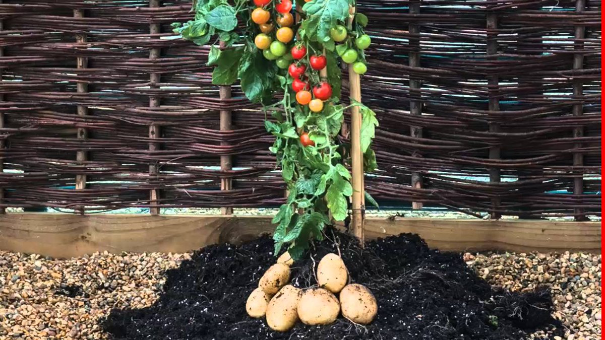 El tomate y la patata son "primos" (ambas son solanáceas). Eso explica el desarrollo de la planta Tomtato: en la parte aérea crecen tomates y bajo tierra, patatas. No se trata de una hibridación (mezclar genes), sino de un injerto (se unen ambas plantas a mano)  #gominolasdepeseta