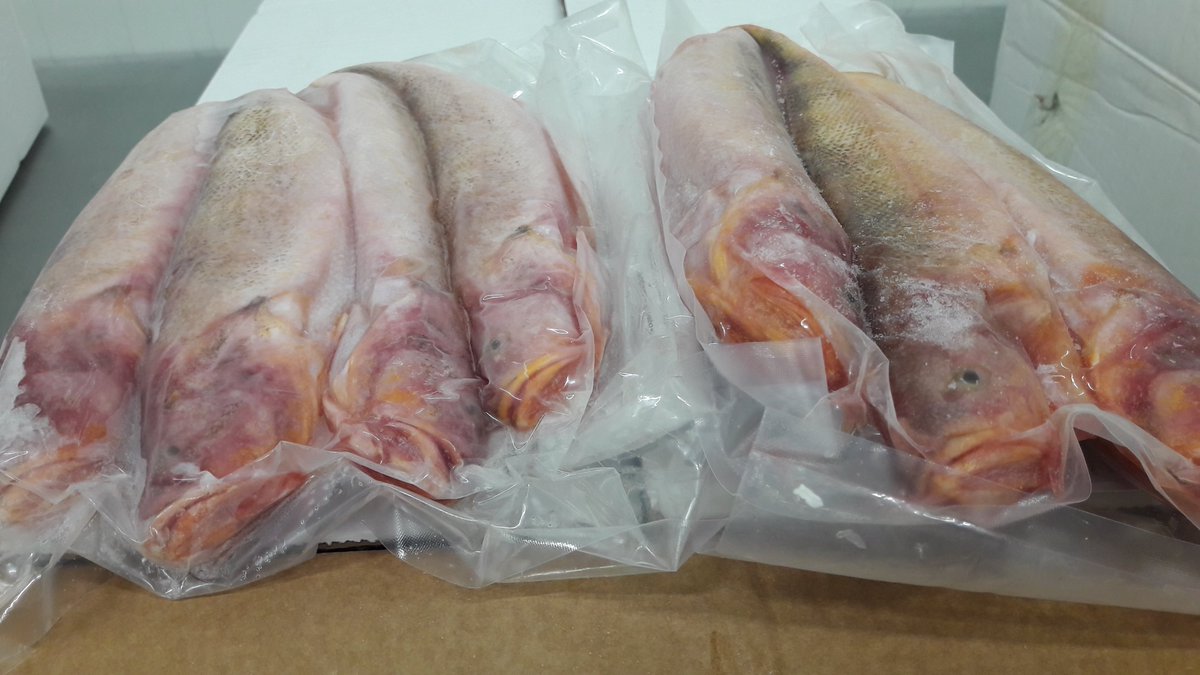 NVWA_Import's tweet photo. #importkeuring. Bevroren en niet verwerkt #Nebris microps zien wij niet vaak, meestal is al verwerkt en gezouten. Deze baarsachtigen leven in zandige modderige bodems in kustwateren en in estuaria. Voeden zich voornamelijk op garnalen. Voor meer info: https://t.co/xHyTl00UWd https://t.co/5nyVYxMn54