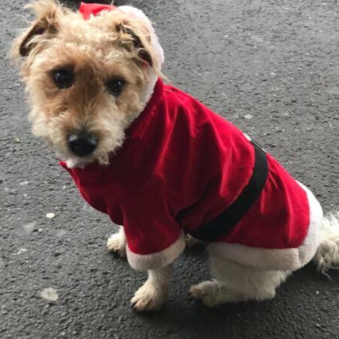 Joyeux Noël! Dear Patrons, the whole Patron Team wishes you the most wonderful Christmas! #christmas #london #kentishtown #family #friends #happy #dog #funny