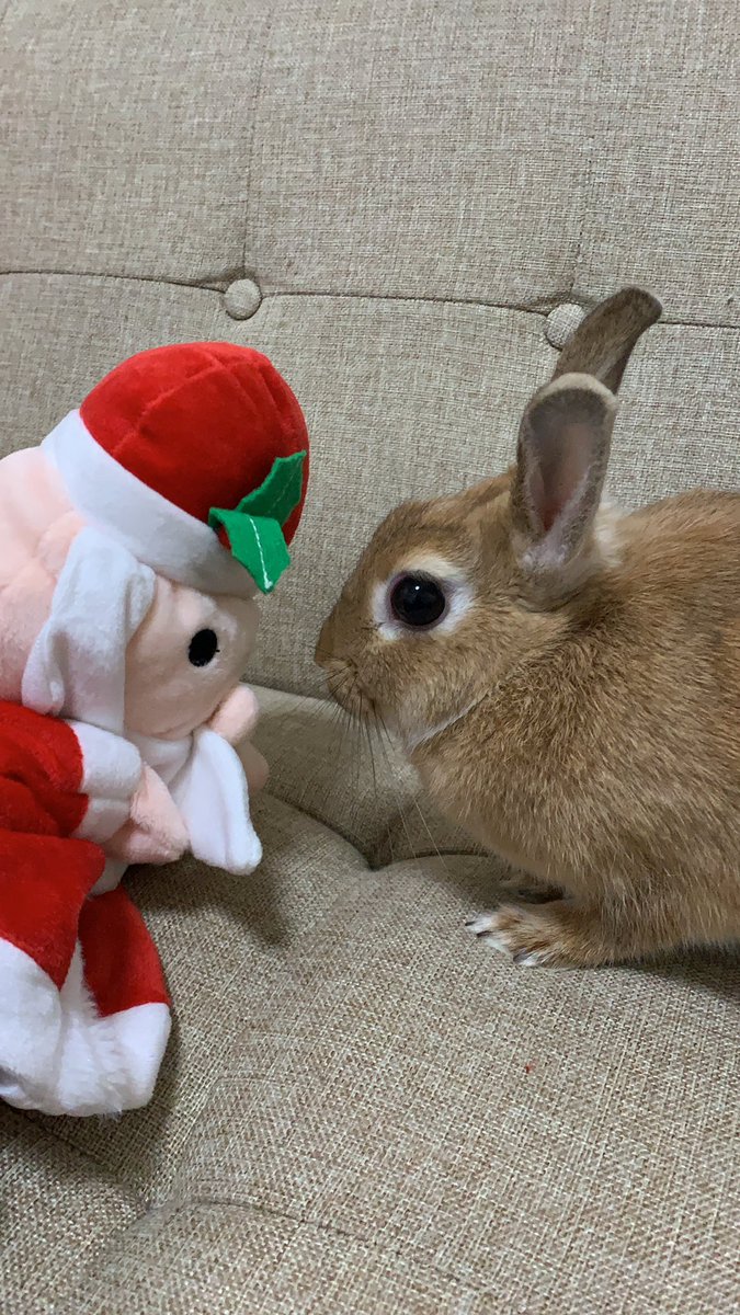 Merry Xmas🐰
今年はサンタさんに強気なあいちゃんです笑
＃うさぎサンタ