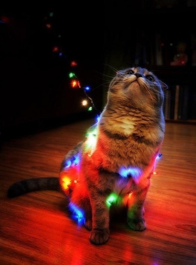 mantylion's tweet photo. Люди которые снимают салюты 🎇
У меня вопрос❓ 
Хоть кто-то из вас пересматривал эти видео🎥??!??? https://t.co/LfrkUp5b09