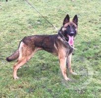 Puppy Arthur tweet media