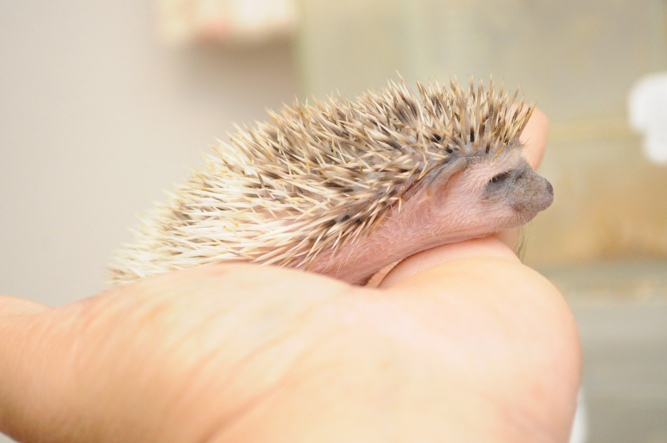まっきー はりねずみ垢 Makin Hedgehog Twitter