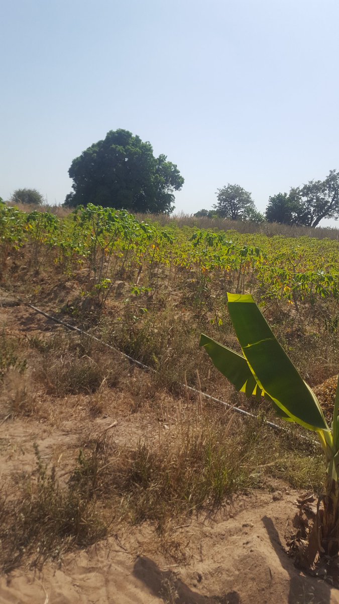 EBApreneur_NG's tweet image. Cassava has virtually turned to pure gold in Nigeria, with over 300 byproducts. We are cultivating using  nature based approaches, dry with solar dryer to produce high quality cassava flour (HQCF) and other  snacks and cookery. #EBA  #InnovativeVolunteerism #EBAFOSA #EBAfoods