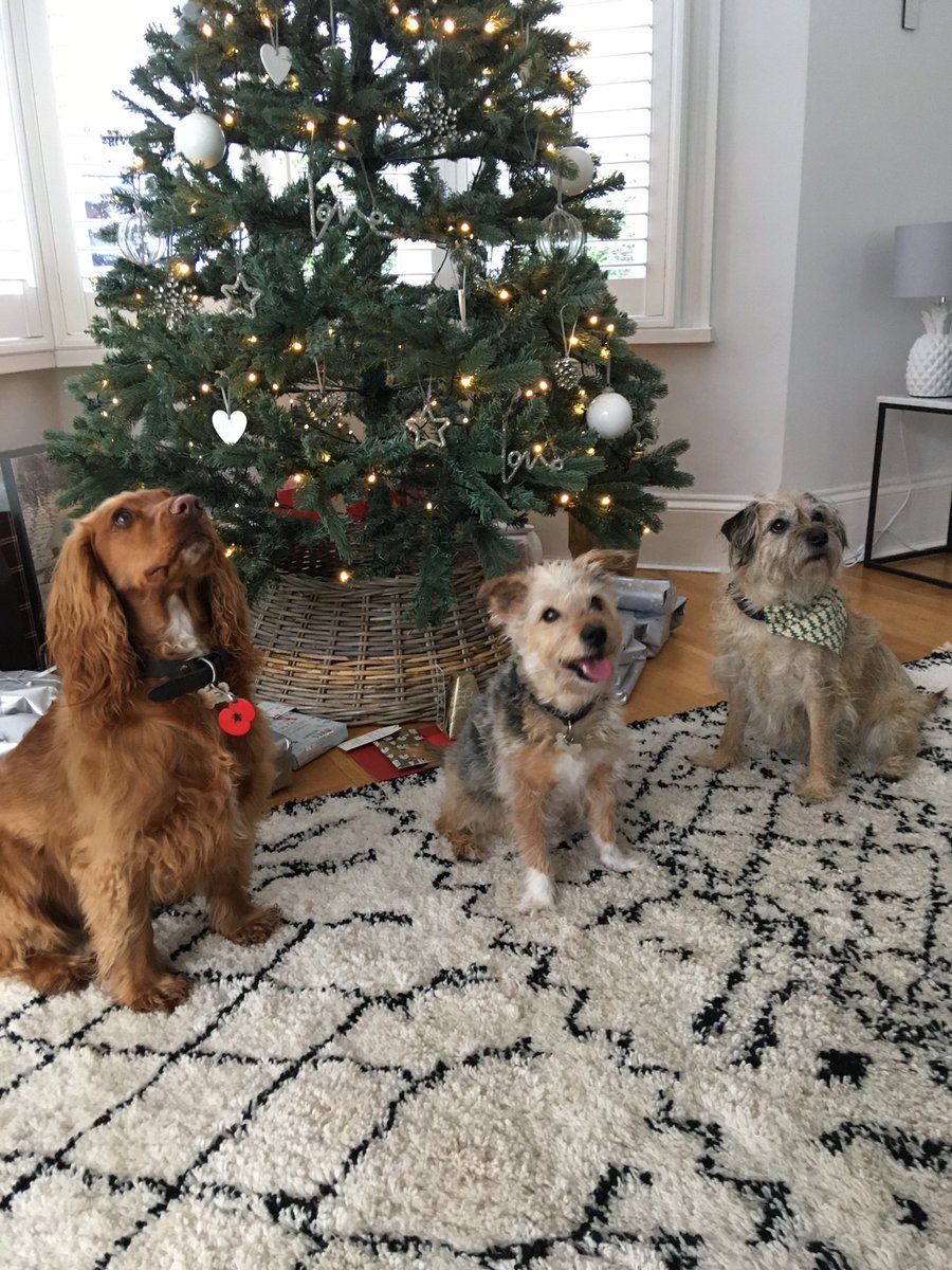 PoppyH20's tweet image. Dear Santa, we have been very good girls, honestly! Happy Christmas everyone Love Lottie, Poppy and Coco @cocopops_12