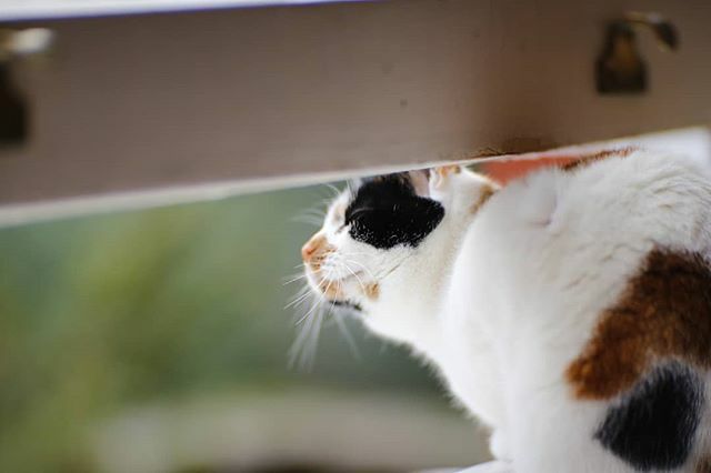 tomperry's tweet image. Moss seems pretty happy today. #140mmlens #projectorlens ift.tt/35Tgscb