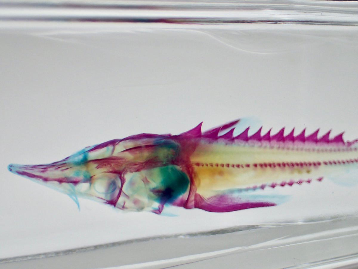 透明標本 ベステルチョウザメ Fukubukuro 置物 Cpmalaysia Com