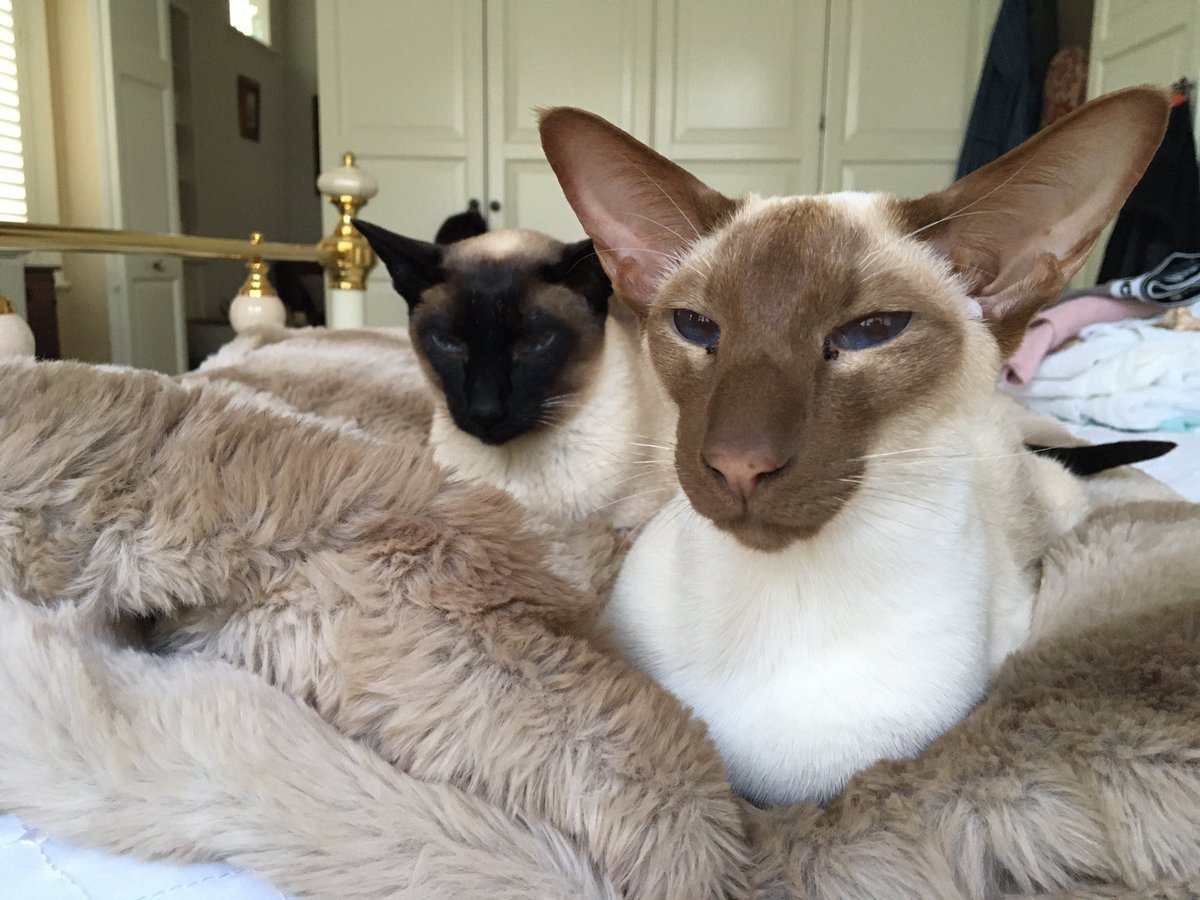 Diablo_Siamese's tweet photo. This furry blanket thing arrived yesterday. #Staff says it’s not for #teamdiablo but surely if we are sat on it then of course it’s ours #StaffTrainingRequired #WeAreSiamese #1MoreSleep @jolenehunter #CatsOfTwitter #catsofinstagram https://t.co/KjhNjpN0Uv