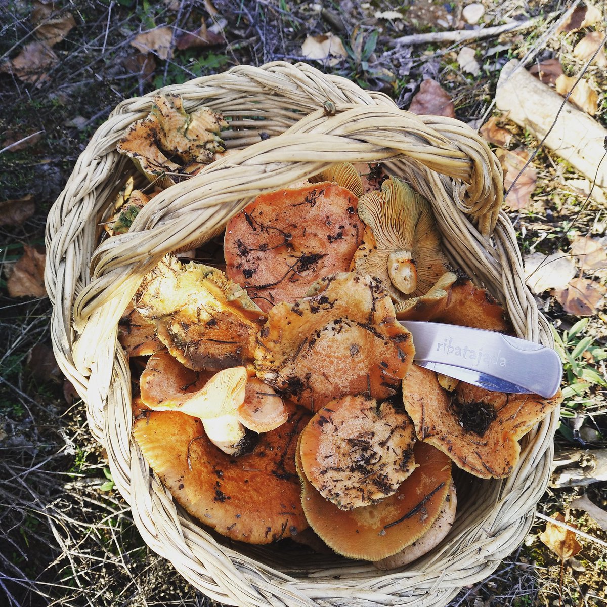 Nochebuena campestre #Ribatajada #Campichuelo #Cuenca