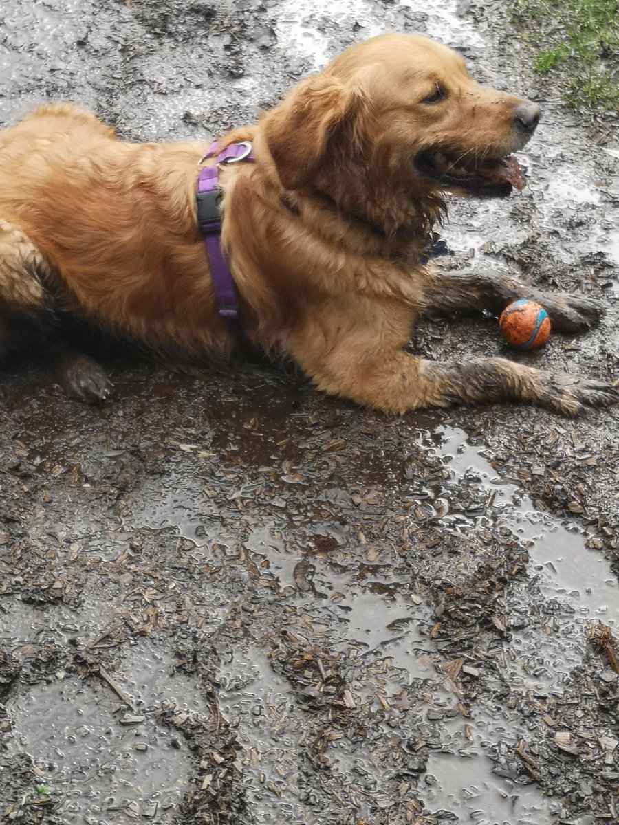GuideRicky's tweet photo. So the hoomans took me for a walk away from the river..... They won't make that mistake again!!!
#WallowLikeAHippo #mud #muddy #guidedogs #freerun #guidedogfreerun #normallyawaterdog #havingashowerwhenigethome https://t.co/bf1ZYdLqQf