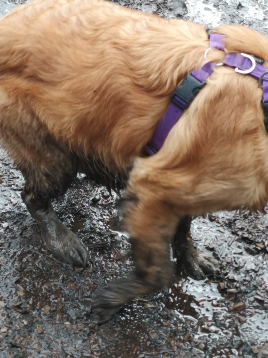 GuideRicky's tweet photo. So the hoomans took me for a walk away from the river..... They won't make that mistake again!!!
#WallowLikeAHippo #mud #muddy #guidedogs #freerun #guidedogfreerun #normallyawaterdog #havingashowerwhenigethome https://t.co/bf1ZYdLqQf