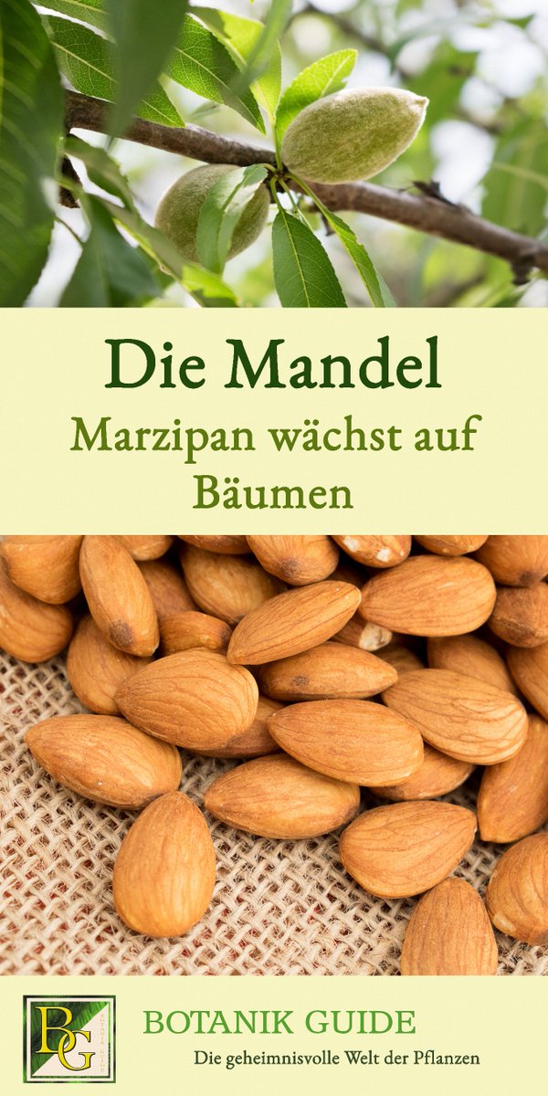 🌳Mandeln werden zu vielen Weihnachtsleckereien wie Marzipan verarbeitet. 🎄Der Unterschied von Süß-, Bitter- und Krachmandel, warum Mandeln als Obst gelten &amp; noch mehr Wissenswertes über den Mandelbaum &amp; Marzipan, im neuen Beitrag von Botanik Guide: botanikguide.de/die-mandel-mar…