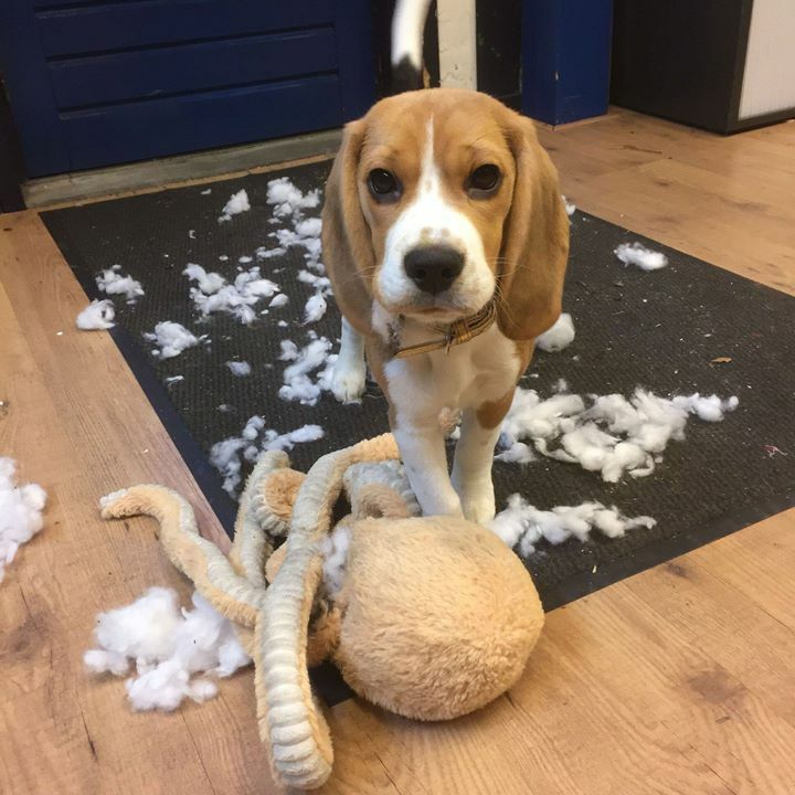 At the Printshop ;
Finally snow during Christmas at Blendomatic.

Happy Holidays from our crew and Polly .
.
.
.
#blendomatic #beagle #newstaff #beagles #puppy #cuteashell #basicdrive #basicdrivebeagle #vanhetwittestaartje #beagle_mania #beagledaily #bea… ift.tt/2Mtjaz0