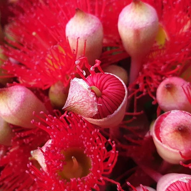 cameronstewart's tweet photo. Gum blossoms https://t.co/J7WBuxCvRv https://t.co/zv6VMHMejs