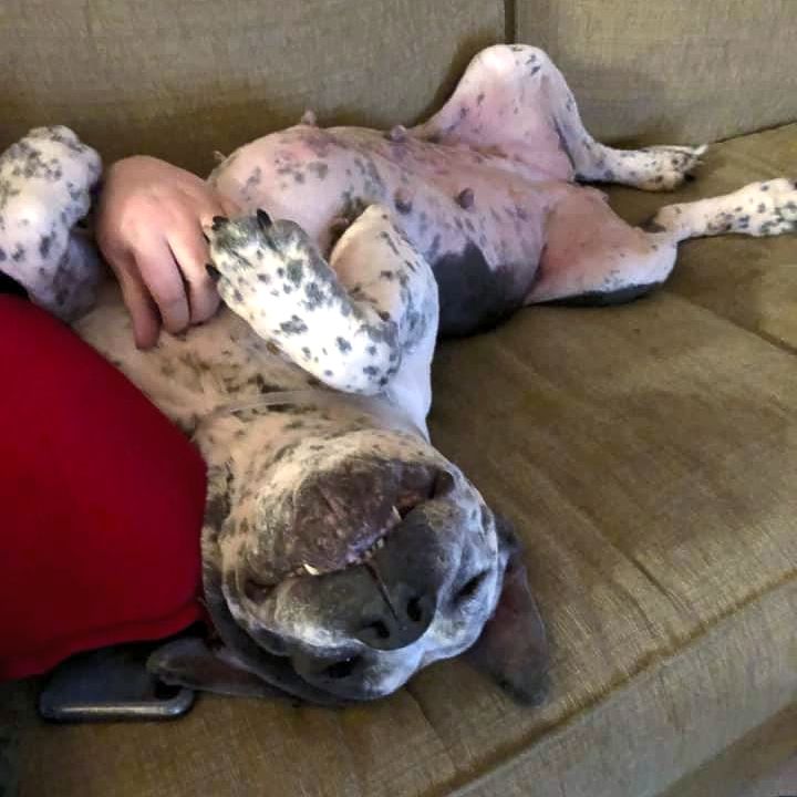 DallasShelter's tweet photo. Another happy #DASfoster who gets to spend the holidays in a home through our #SilentNightAtTheShelter foster promotion! There's still time to host a large adult dog for the holidays! Stop by today from 11 AM - 5 PM and pick out a pup to foster until after the New Year! https://t.co/FLdgARFeyc
