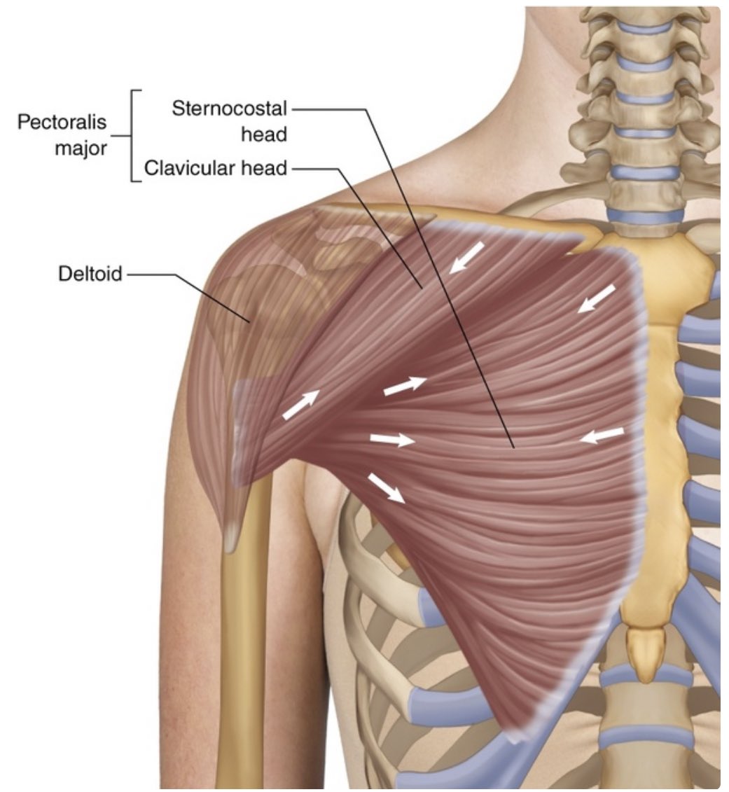 6th rib of the thorax. It is innervated by the Nervus pectoralis medialis and lateralis. Another function of the muscle is to support our breathing during forced inspiration. In a rare case ppl can be born without a Pectoralis major on one side, mostly right side. This is called