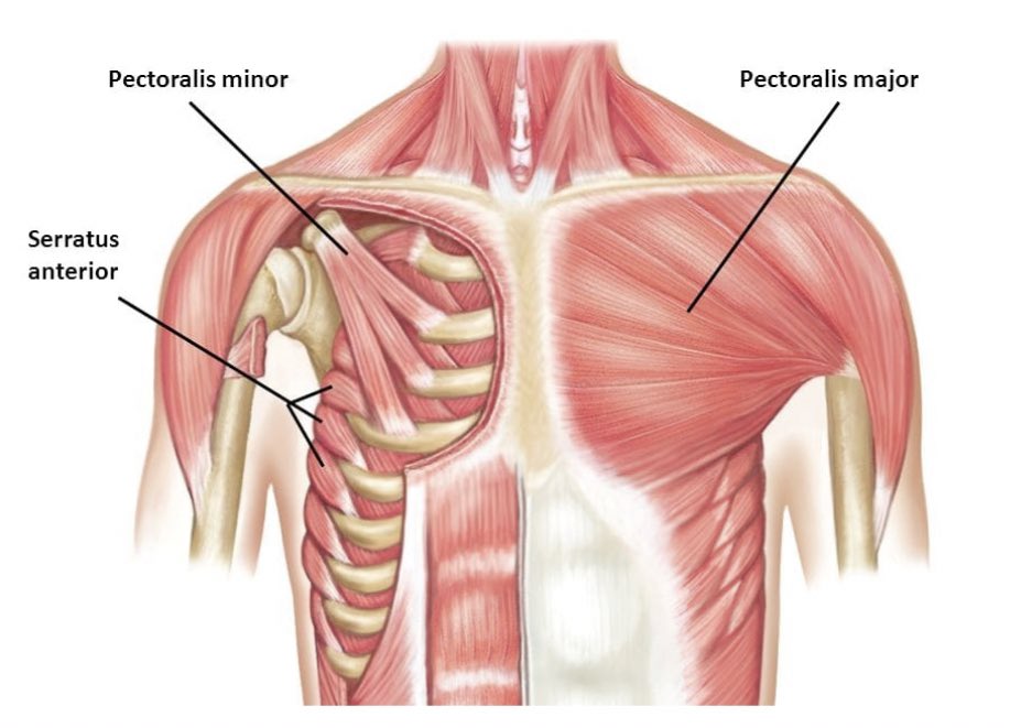 The scapula which enhances the mobility of the shoulder joint. If you support yourself on a table for example with your arms in order to breathe better the pectoralis minor and major pull the ribs wider apart for inspiration. The innervation is the same as the pectoralis major.