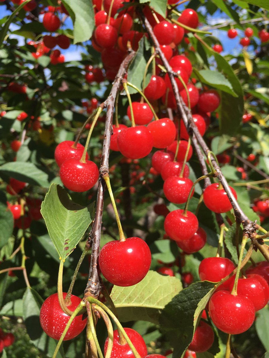 allaboutwater_'s tweet photo. The green and red Christmas decorations always remind me of the beautiful cherries of northern Michigan just before harvest in July; the converse is also true. So, I hope you’ll enjoy this version of Christmas colors, and Christmas in July. 🤷🏼‍♂️ 
@aawgear @allaboutwater_ https://t.co/47P89Lp1Vx