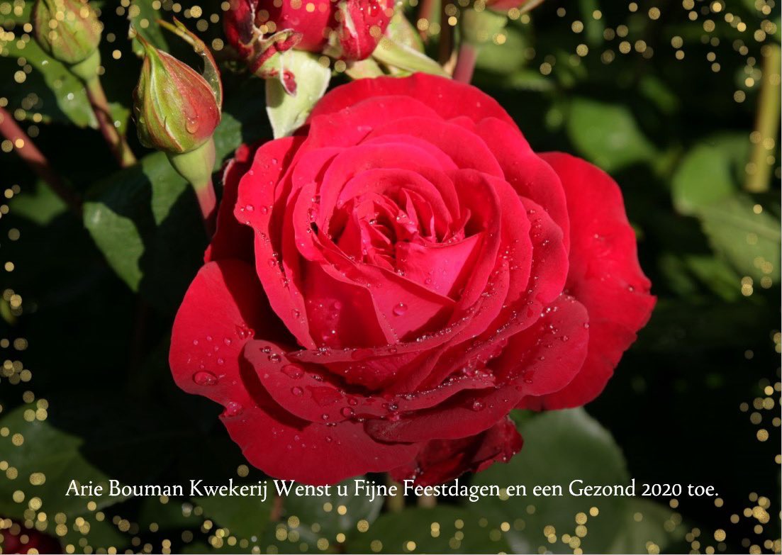 Arie Bouman Kwekerij B.V. (@outdoorroses) on Twitter photo 