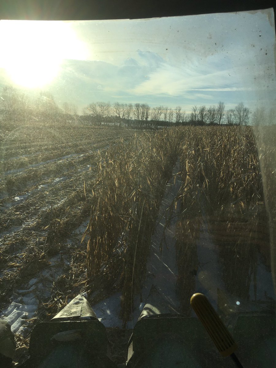 AshtoniaCows's tweet photo. Christmas Eve corn harvest...oh the joy!! #corn19 #harvest19 #sunnyday https://t.co/dHW9tw5c8P