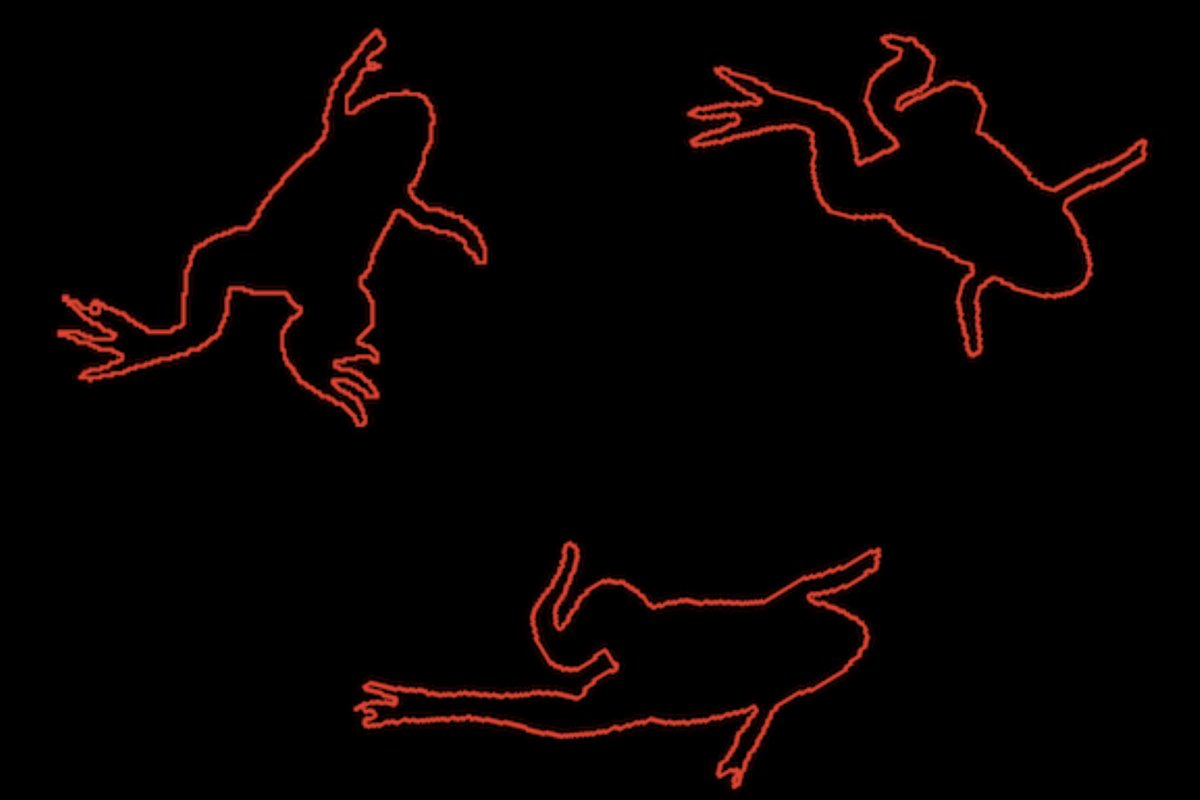 New Paper: Characterization of spinal cord damage based on automatic video analysis of froglet swimming, in Biology Open with S. de Vidts, E. Méndez-Olivos, M. Palacios and J. Larraín. bio.biologists.org/content/8/12/b…