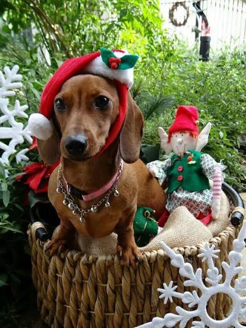 LavampStore's tweet photo. Como cada año les dejamos a estos hermosos naricitas frías deseándoles una muy FELIZ NAVIDAD 🎄🎁 Disfruten mucho de la compañía de sus seres amados pues el amor de la familia y amigos es lo más valioso en todo el universo. ¡Los queremos amigos! #Lavampstore #Unacosachingona https://t.co/80eKaBSlps