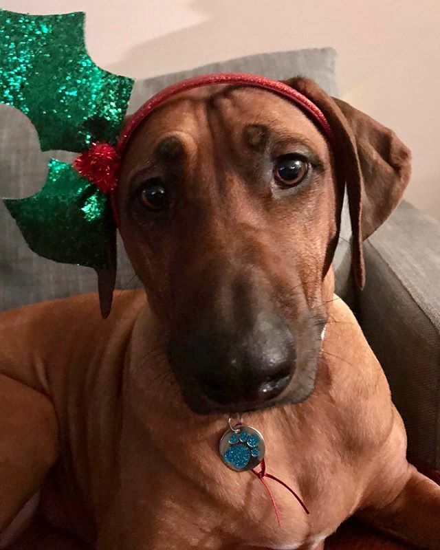 ramshacklechic's tweet photo. Merry Christmas to friends and family near and far. Love from us. 
#christmas #merrychristmas #happychristmas #rhodesianridgeback #dog #dogsofinstagram #holidays #xmas #ramshacklechic https://t.co/4WREvNgFGn https://t.co/FnQdudLuID