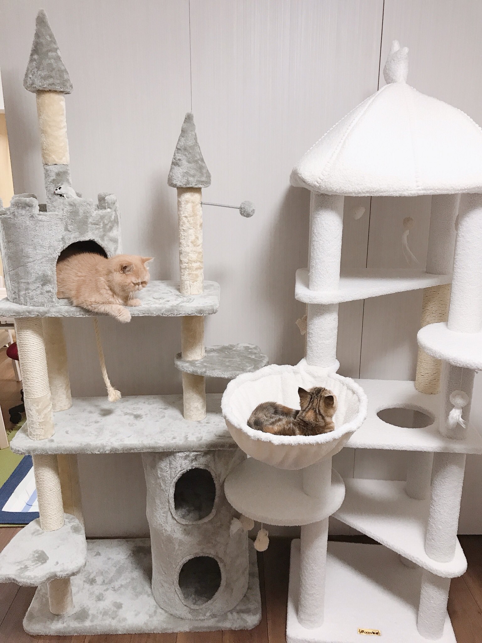 デカキン On Twitter 今年のクリスマスイヴは ブチャ吉とミニたんにお城のキャットタワーをプレゼントしました すごい喜んでくれたので幸せです