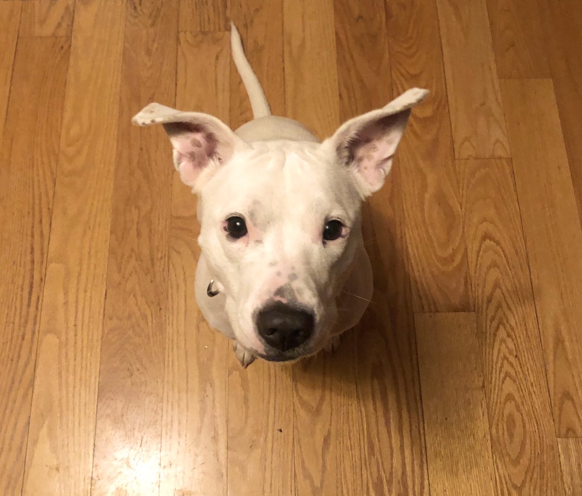 JessieGaul's tweet photo. It could just be me, but I think she’s the cutest when she’s sporting Dobby ears. https://t.co/YSiGCH3Spm