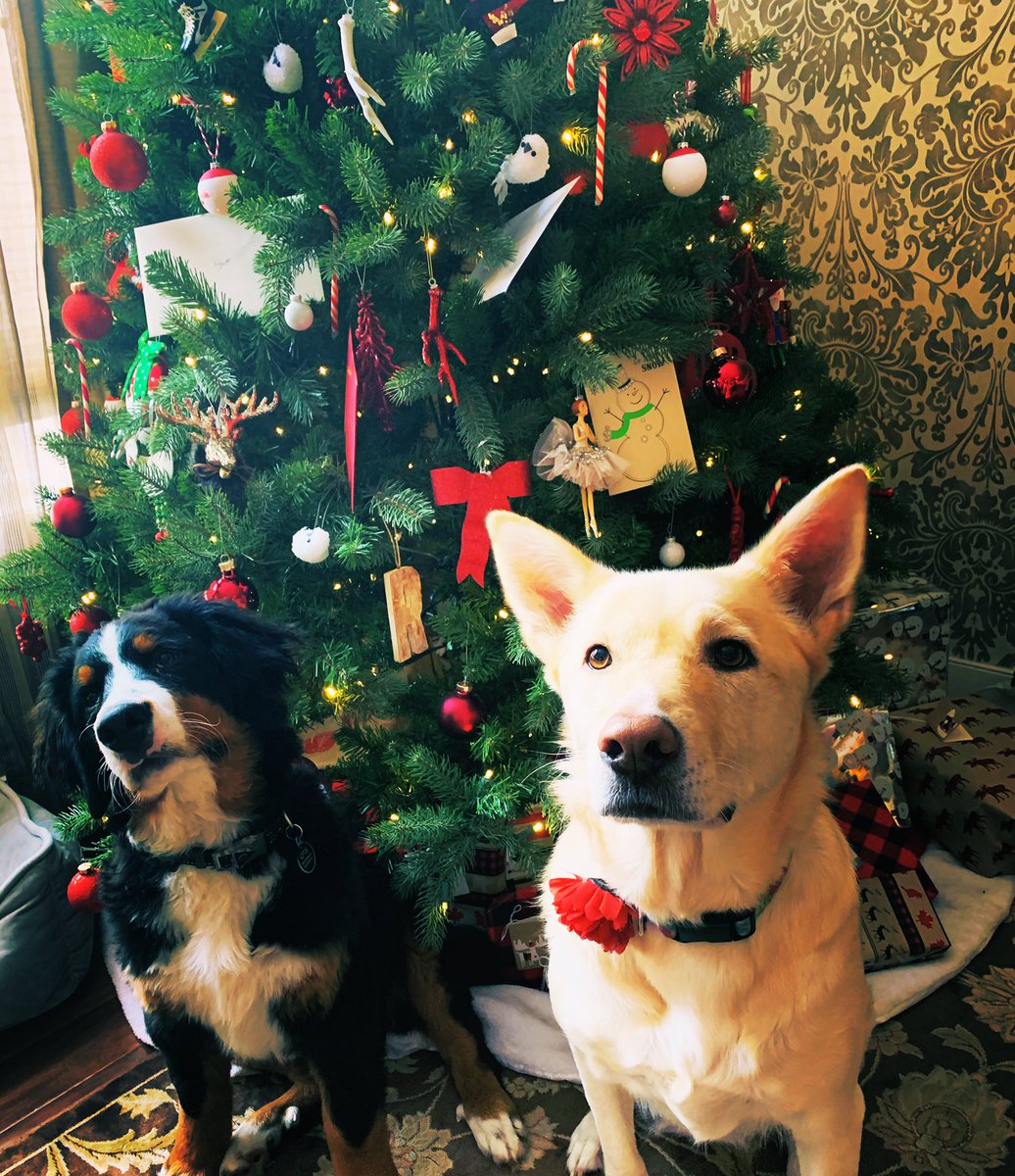 lilbeans's tweet photo. Feliz Navi-dog from Otis and Lilo
❤️🐶🎄🐶❤️
#bernesemountaindog #labhusky #MerryChristmas https://t.co/IFs7uZxhbl