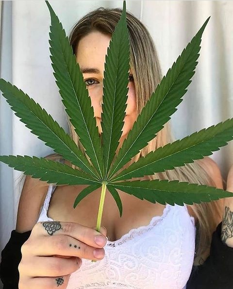SmokeNation3's tweet photo. #legalizemarijuana
#kushqween
#smokenation
#highalldaylong
#weeddon'tgiveafuck
#weedlovers
#cannabiscommunity
#420stoner#wizweedfarm
#710girls#khalifakuhs
#kushweedlife#420girls
#smokeweedeveryday
#weedvibz#weedporn
#happyweeding
#420lifestyle#420everyday
#loveweed# https://t.co/xaP1bkWQFs
