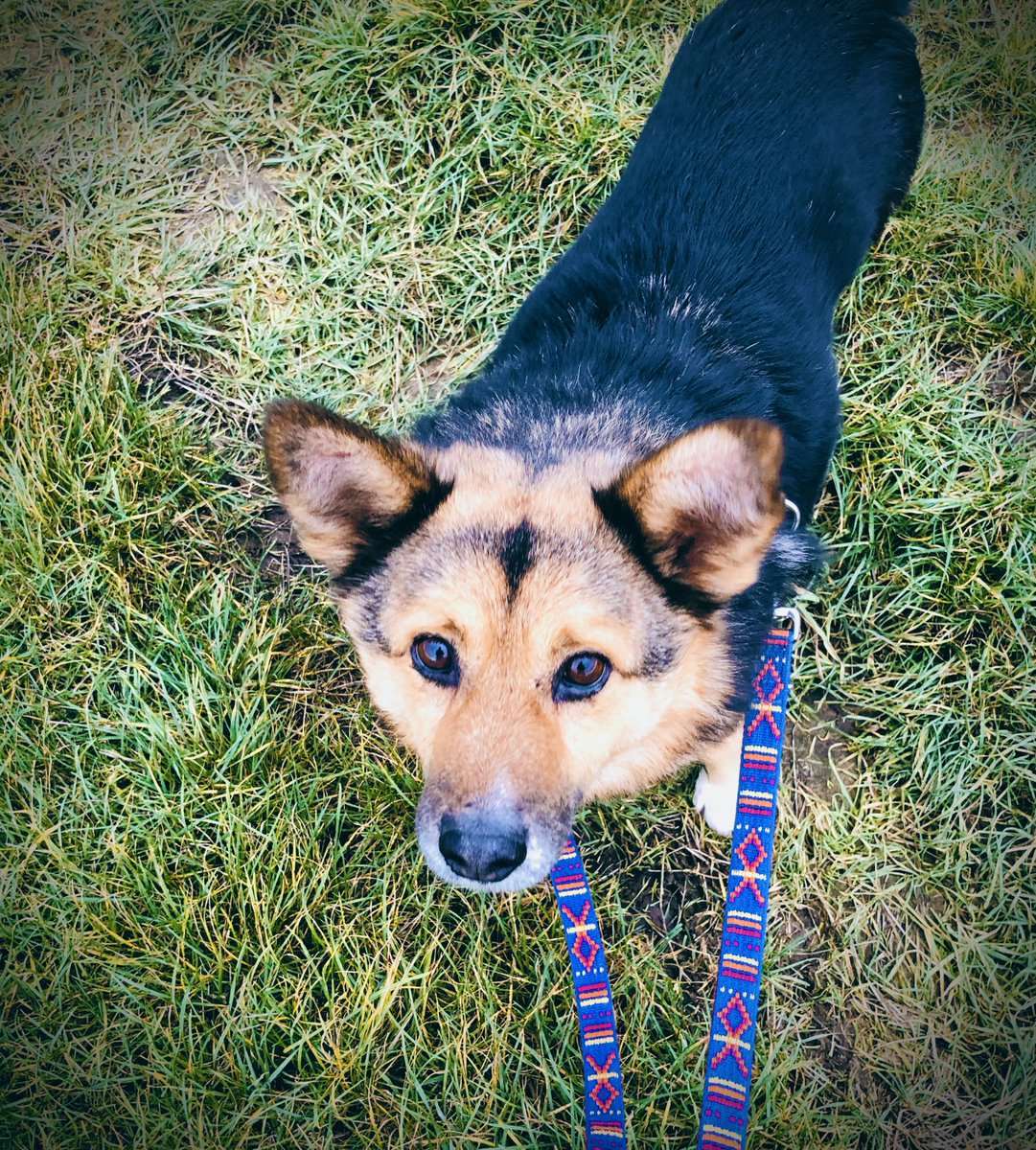kaffeecup's tweet photo. Frohe Weihnachten ins Tierheim, an Patenhund Lupo! <3 https://t.co/3WoWEfv8o3